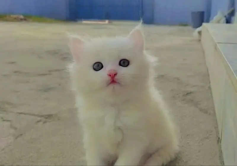 Persian triple coated kittens available free Cod available — photo 3