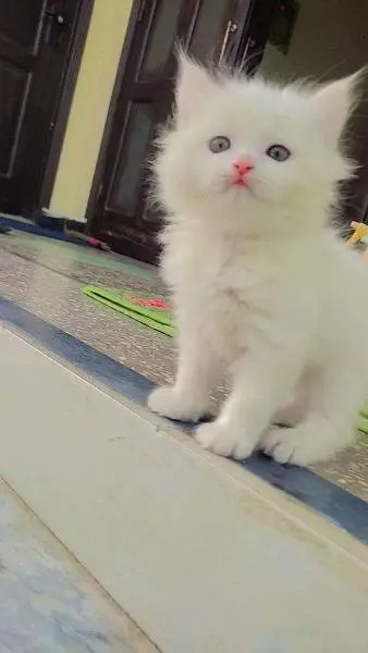 Persian triple coated kittens available free Cod available — photo 4