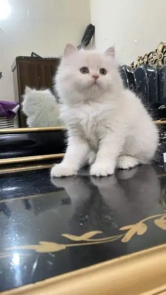 Persian triple coated kittens available free Cod available — photo 5