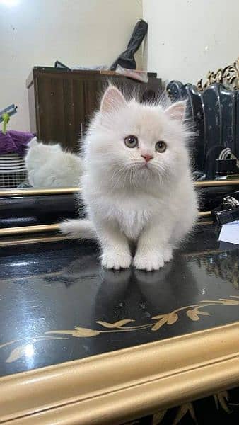 Persian triple coated kittens available free Cod available 5