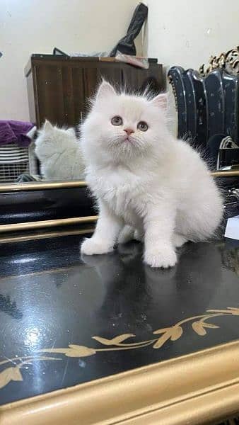 Persian triple coated kittens available free Cod available 6