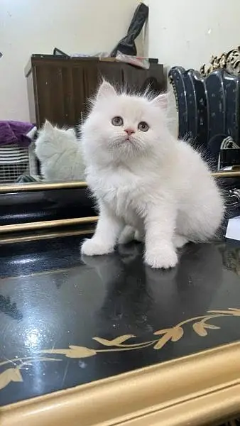 Persian triple coated kittens available free Cod available — photo 7