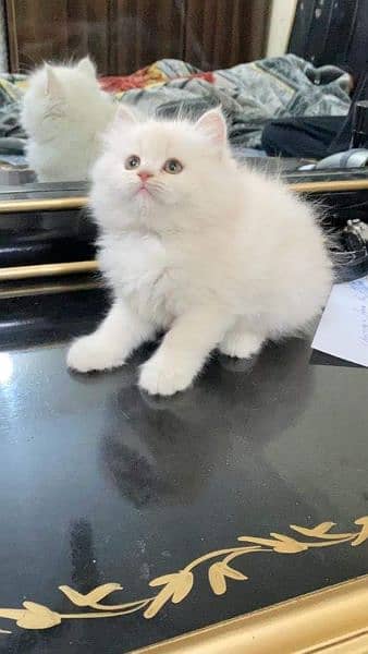 Persian triple coated kittens available free Cod available 7