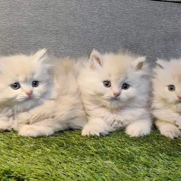 Persian triple coated kittens available free Cod available — photo 11