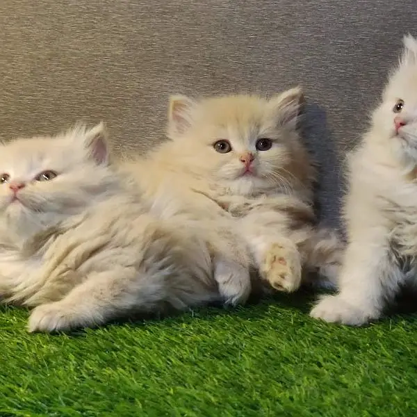 Persian triple coated kittens available free Cod available — photo 12