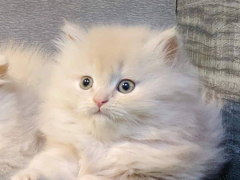 Persian triple coated kittens available free Cod available 12