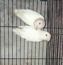 Foster Love birds breeder and Fertile 100% for sale