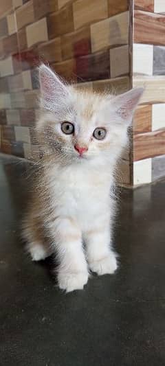 Persian kitten for paid adoption 6000
