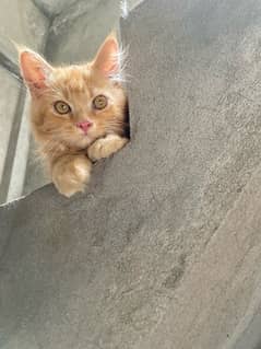 Persian kitten male 0