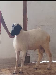 3 sheeps , 6 months old white and black color l