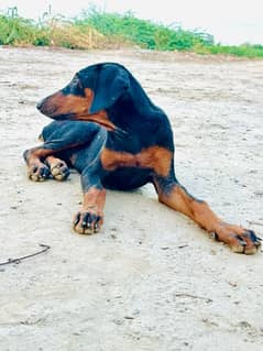Doberman female puppy available for sale