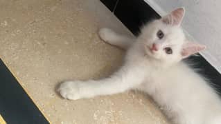 persian kitten available for adoption