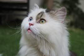 Persian bi color male cat.