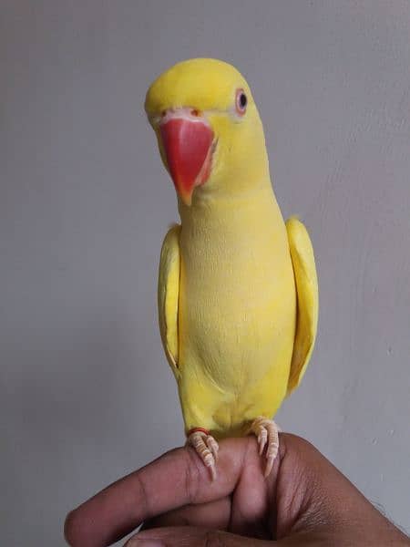 Yellow Ringneck Parrot 0