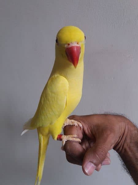 Yellow Ringneck Parrot 1