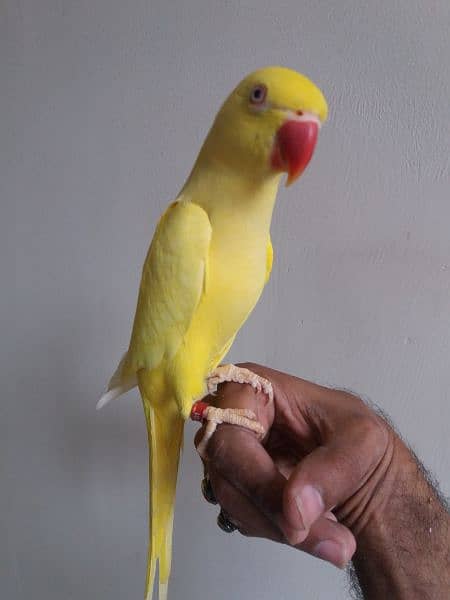 Yellow Ringneck Parrot 2