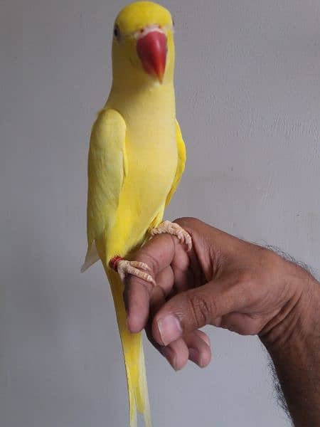 Yellow Ringneck Parrot 4