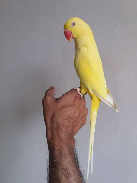 Yellow Ringneck Parrot 5