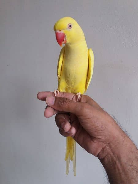 Yellow Ringneck Parrot 6