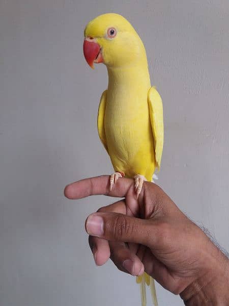 Yellow Ringneck Parrot 7