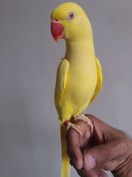 Yellow Ringneck Parrot 8