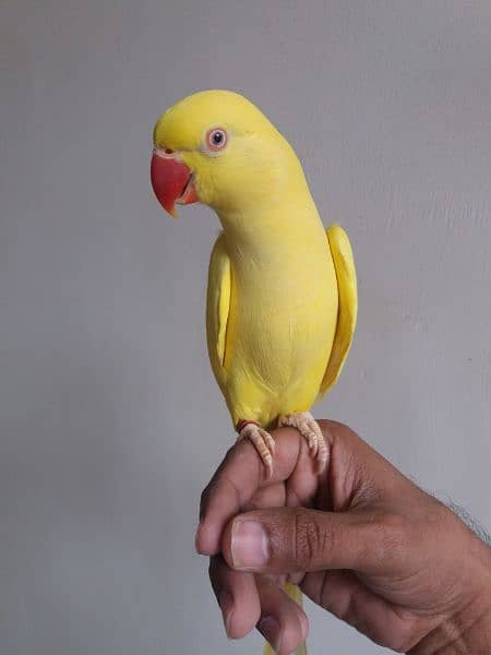 Yellow Ringneck Parrot 9