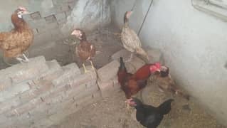 5 مرغیاں اور ایک مرغا
