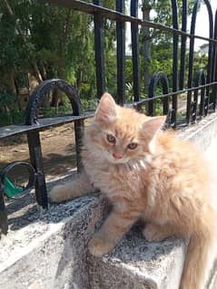 Persian kittens for sale