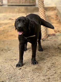 British Labrador puppy | labra Dog | Labrador | dog for sale