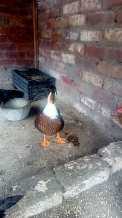 Male Duck