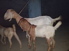 selling goat and babies