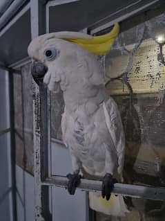 cockatoo medium sulphur