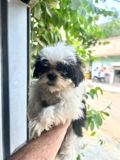 Shihtzu Male pup for sale