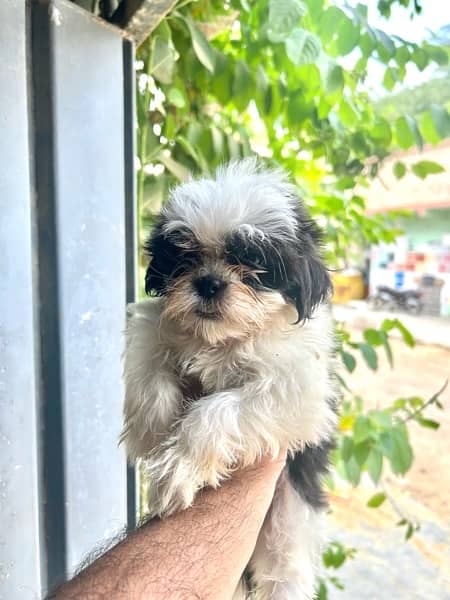 Shihtzu Male pup for sale 1