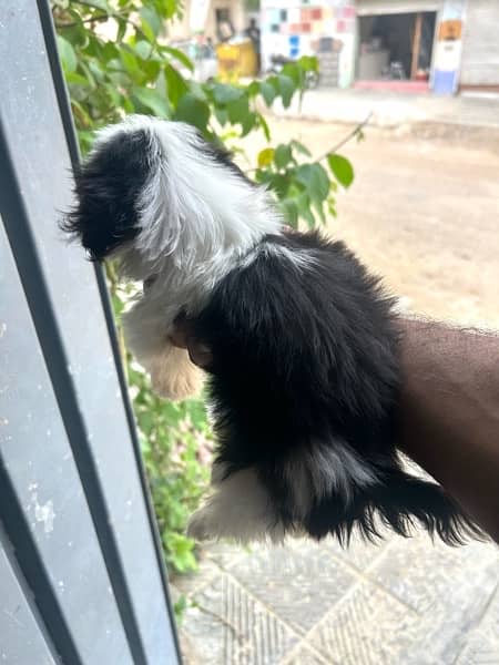 Shihtzu Male pup for sale 2