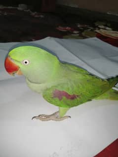 Pahari parrot with cage 0