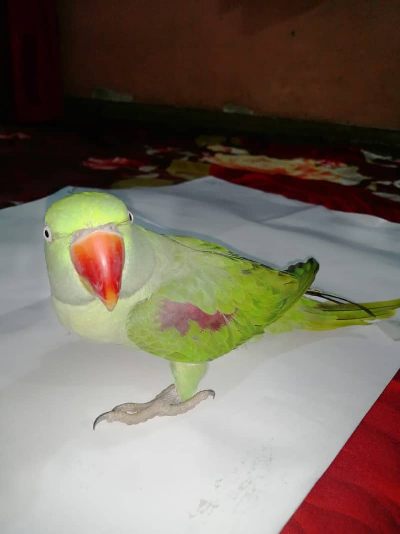 Pahari parrot with cage 1