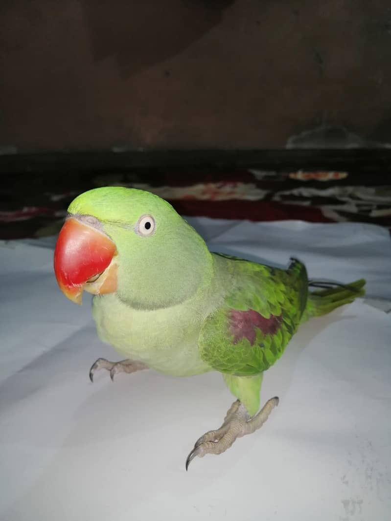 Pahari parrot with cage 2