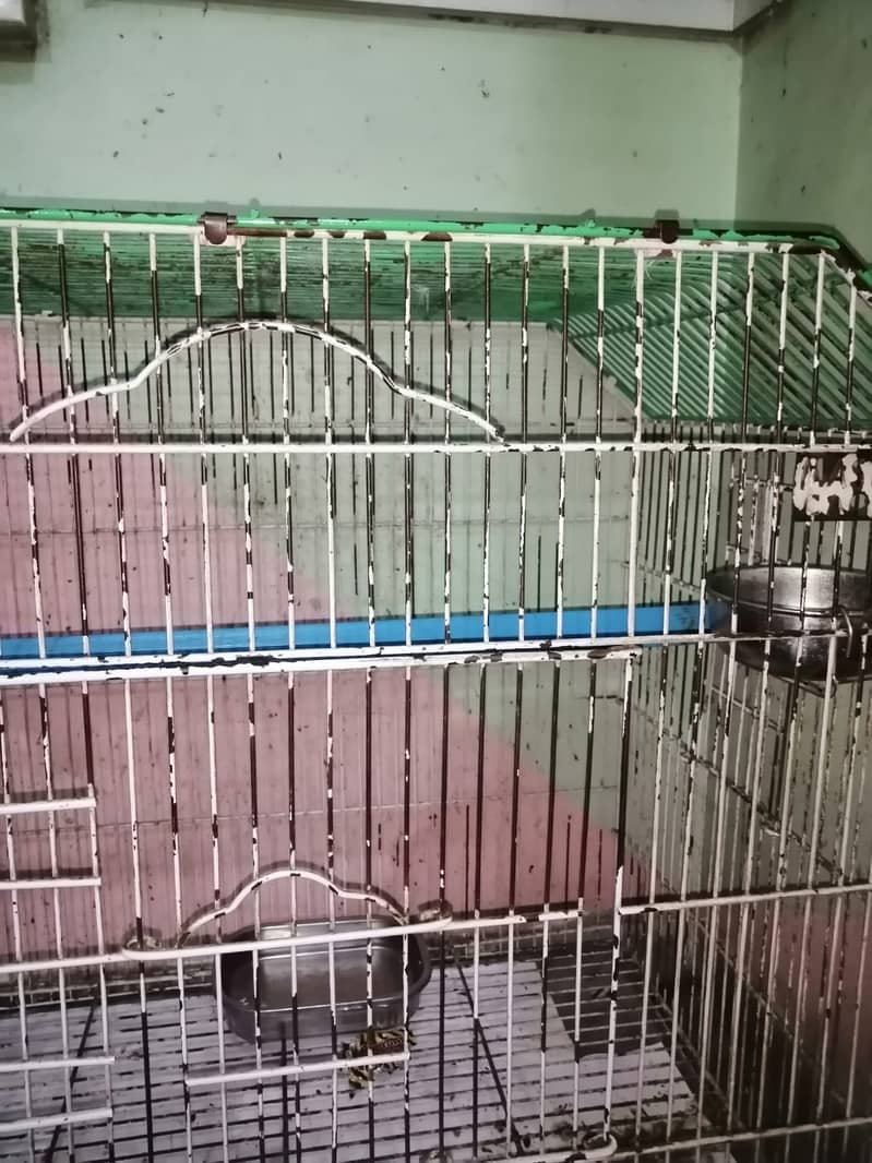 Pahari parrot with cage 3