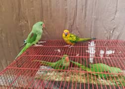 raw parrot for sale. male female not sure.