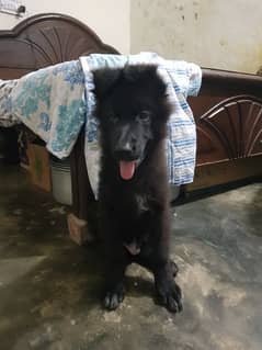 Black german shepherd