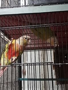 Parrot cage. with pair of pine apple cnoure red factor