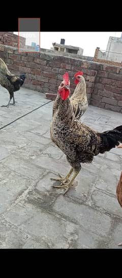 3 Purely home birth Cocks(Murghay) 0