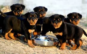 rottweiler puppies available pedigree micro chipped