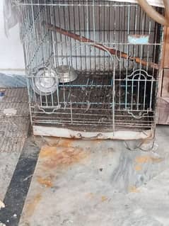 the cage of 10/10 condition