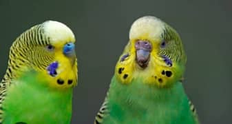 12 budgies for sale