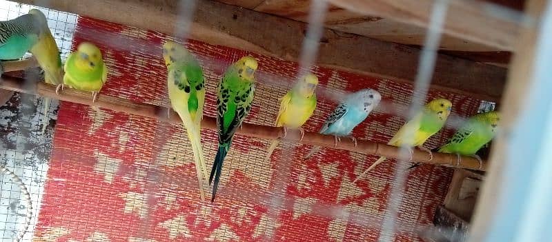 16 budgies for sale male and female 1