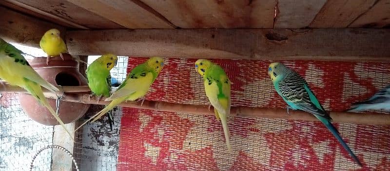 16 budgies for sale male and female 2