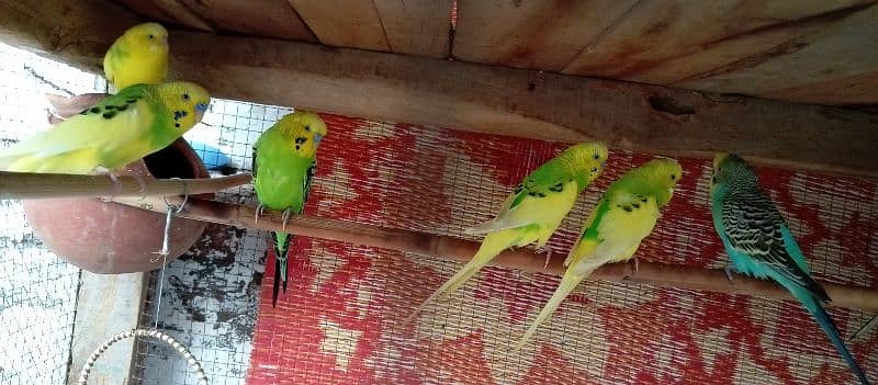 16 budgies for sale male and female 3