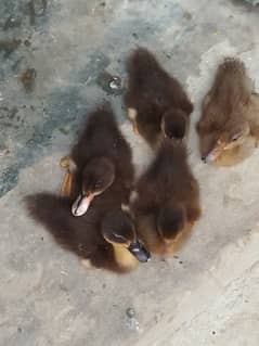 duck baby